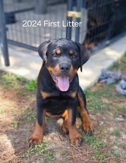 Rottweiler Puppies media 2