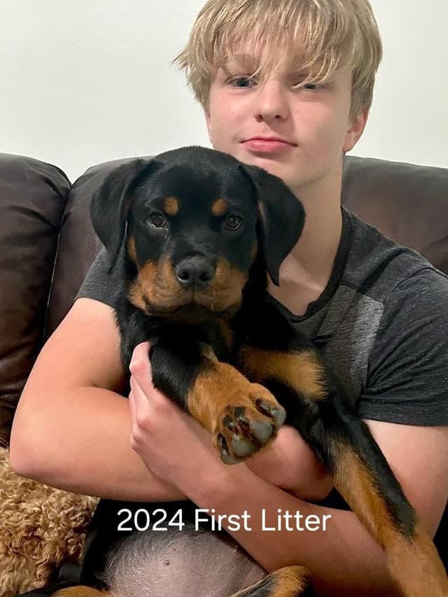 Rottweiler Puppies media 4