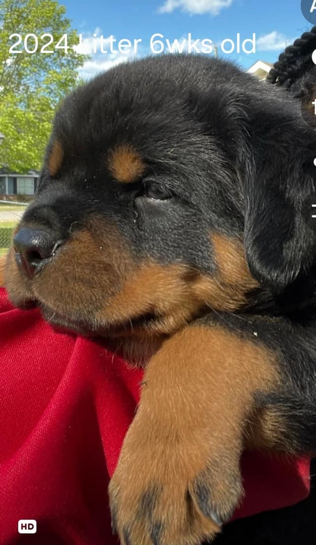 Rottweiler Puppies media 5
