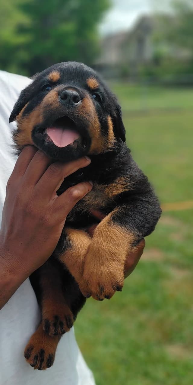 Rottweiler Puppies media 6