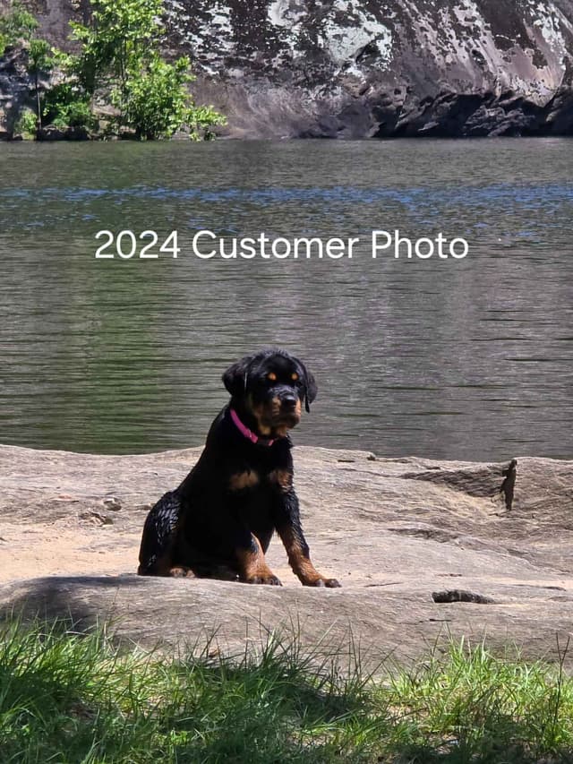 Rottweiler Puppies media 7