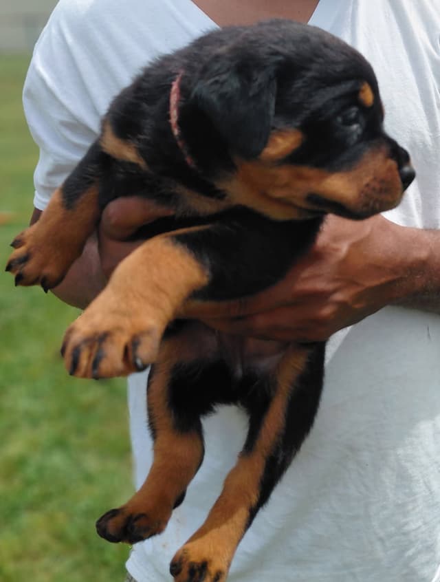 Rottweiler Puppies media 8