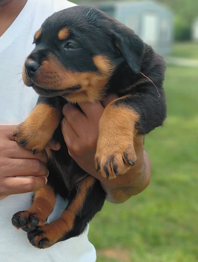 Rottweiler Puppies media 9