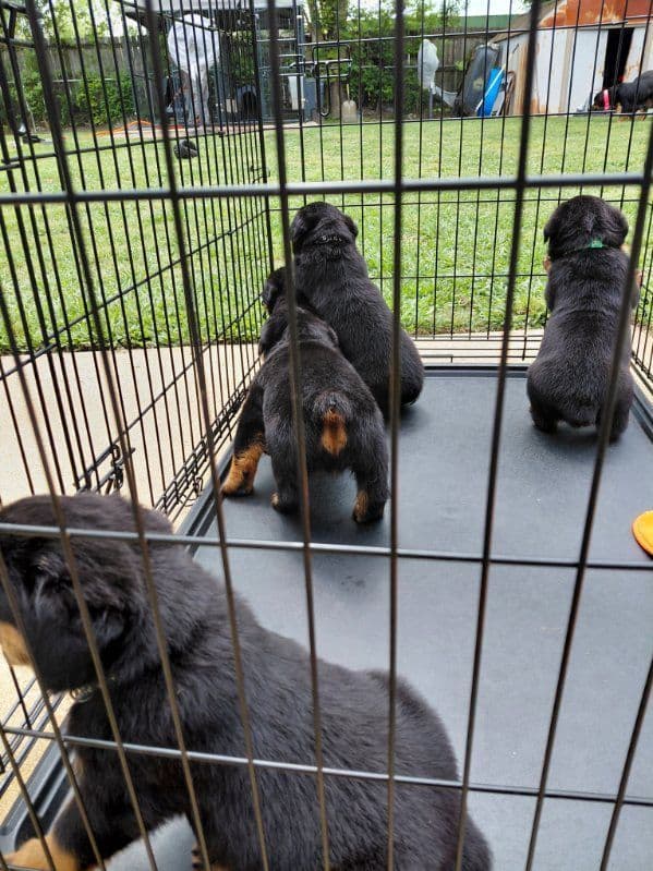 Rottweiler Puppies media 10