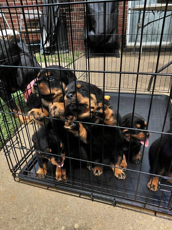 Rottweiler Puppies media 11