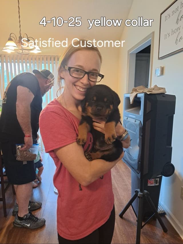 Rottweiler Puppies media 12