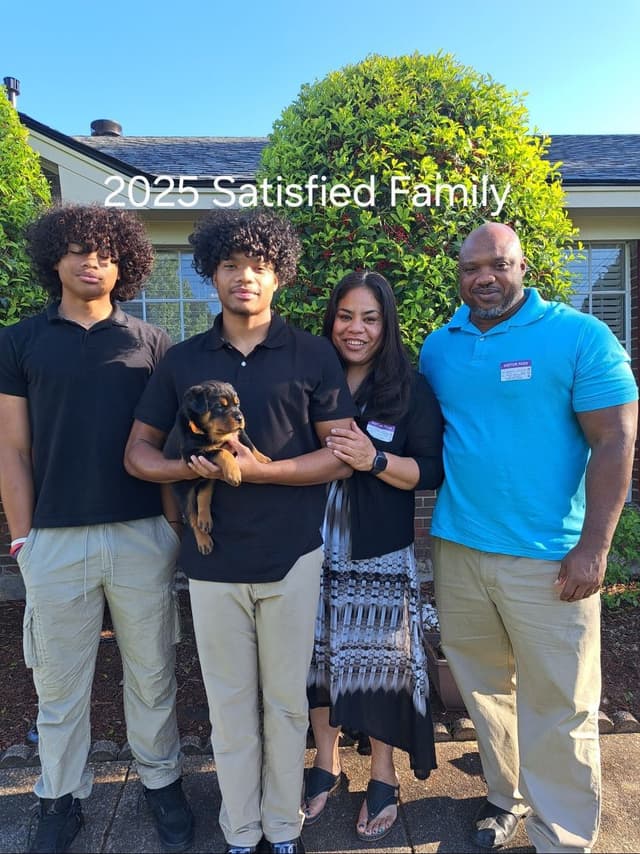 Rottweiler Puppies media 13
