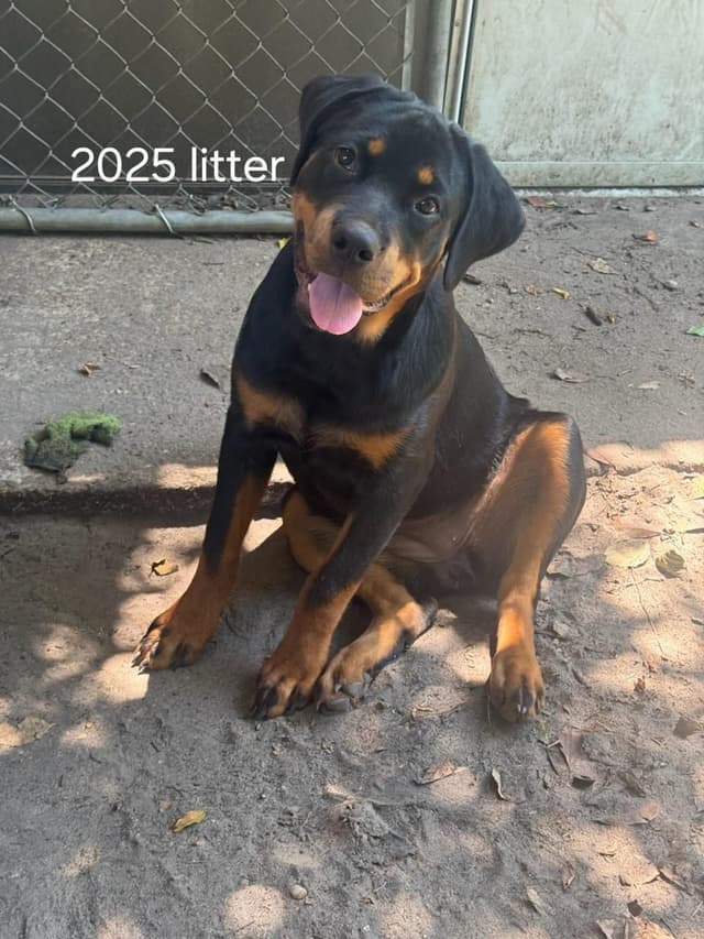 Rottweiler Puppies media 17