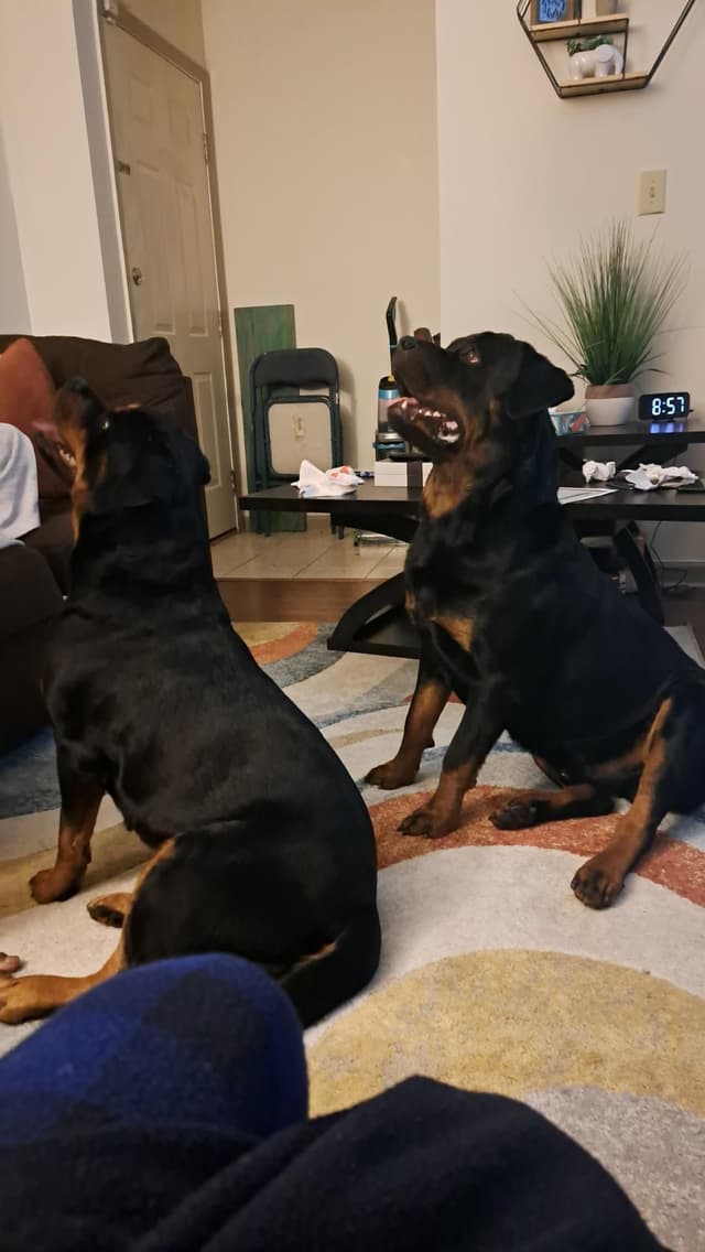 Rottweiler Puppies media 18