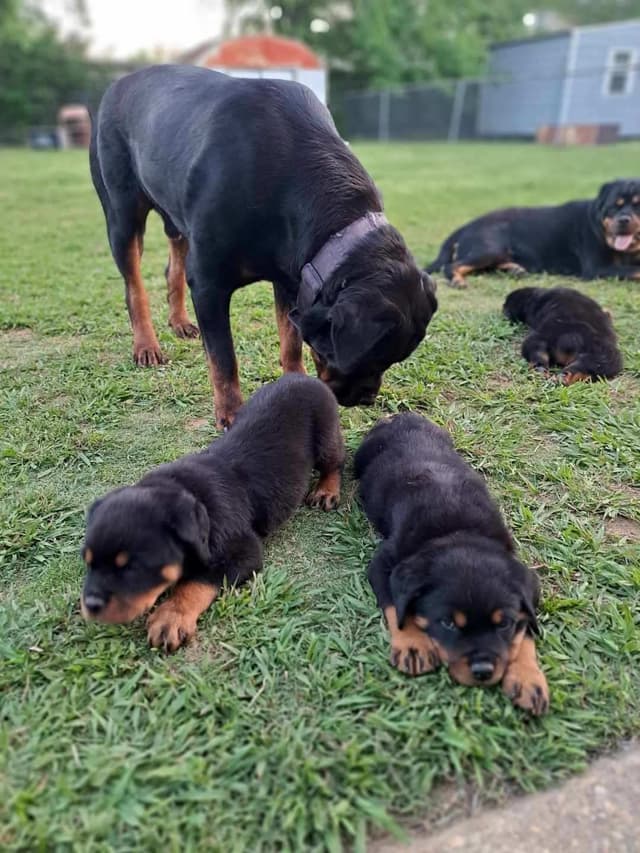 Rottweiler Puppies media 19