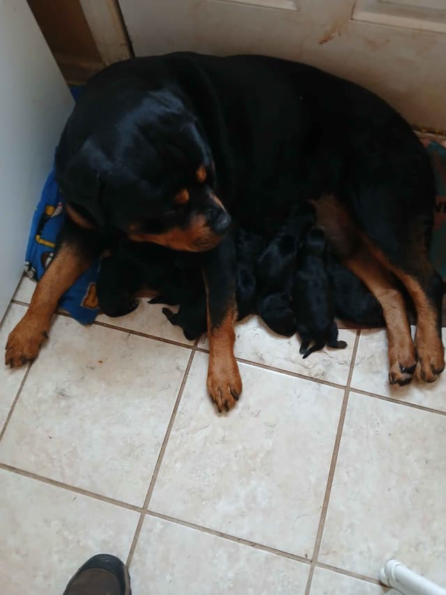 Rottweiler Puppies media 21