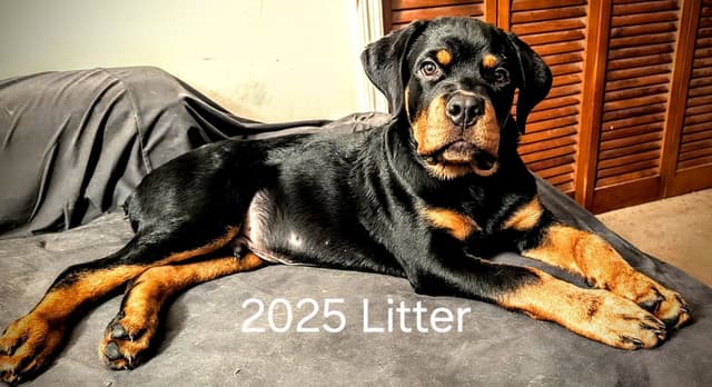 Rottweiler Puppies media 24