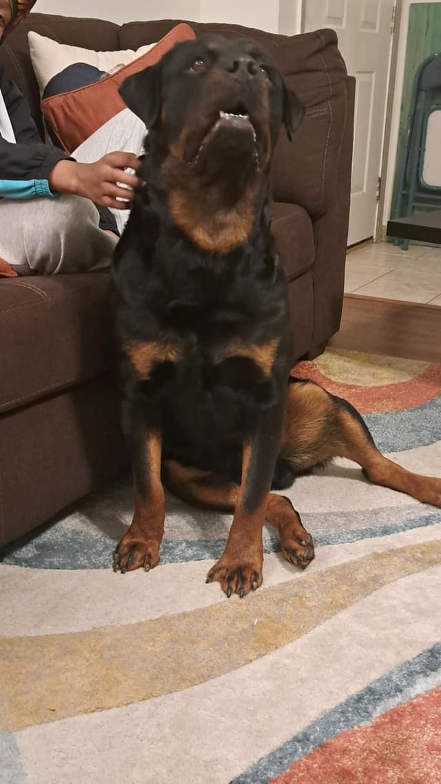 Rottweiler Puppies media 25