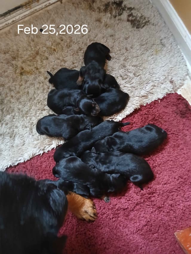 Rottweiler Puppies media 26