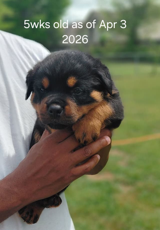 Rottweiler Puppies media 27