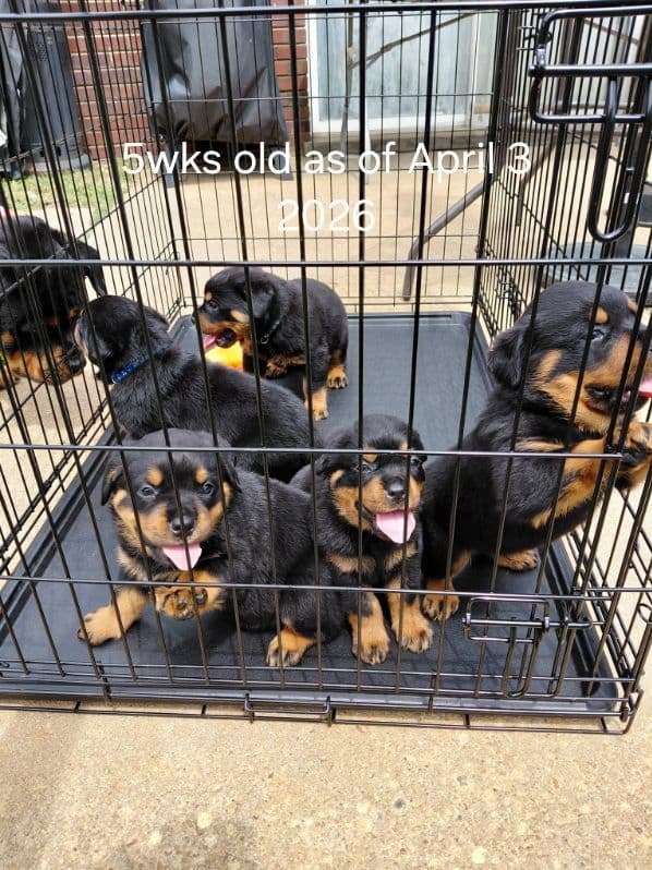 Rottweiler Puppies media 28