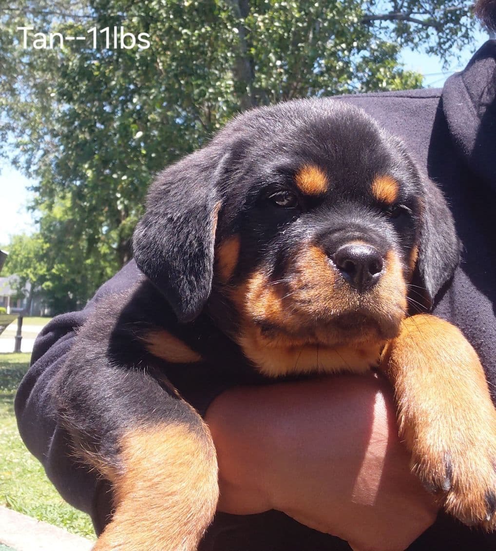 Rottweiler Puppies breeder image 13