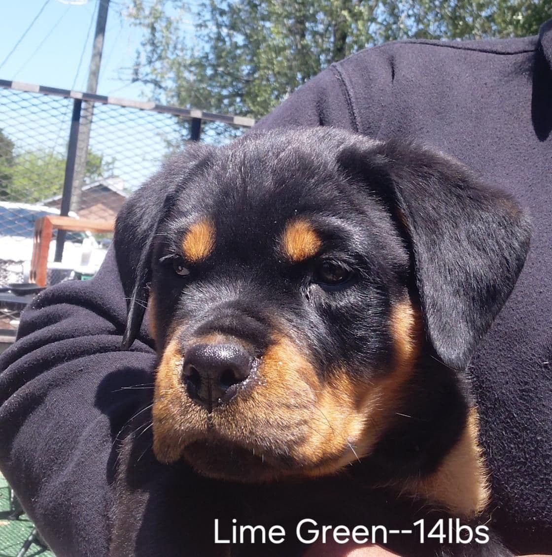 Rottweiler Puppies breeder image 14