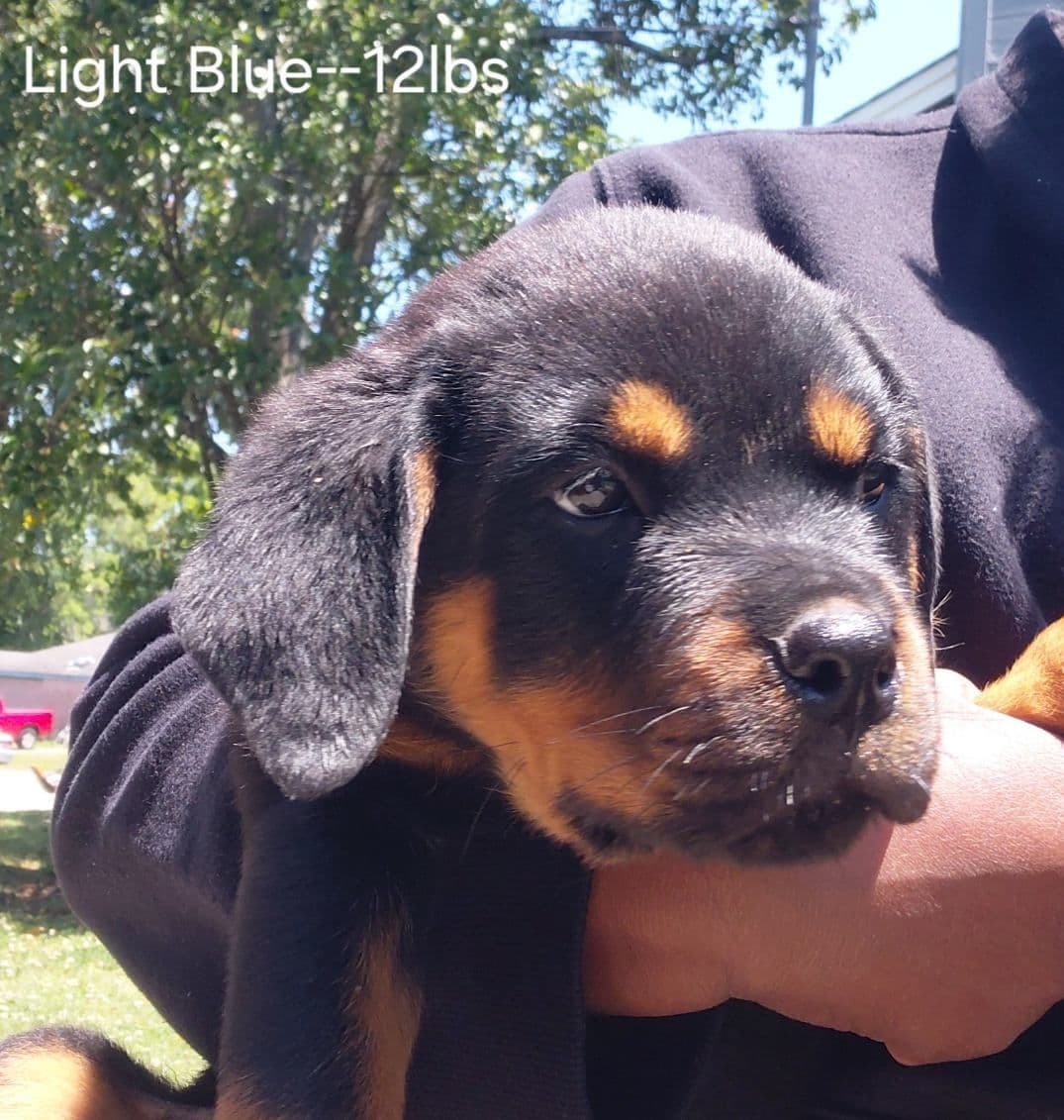 Rottweiler Puppies breeder image 15