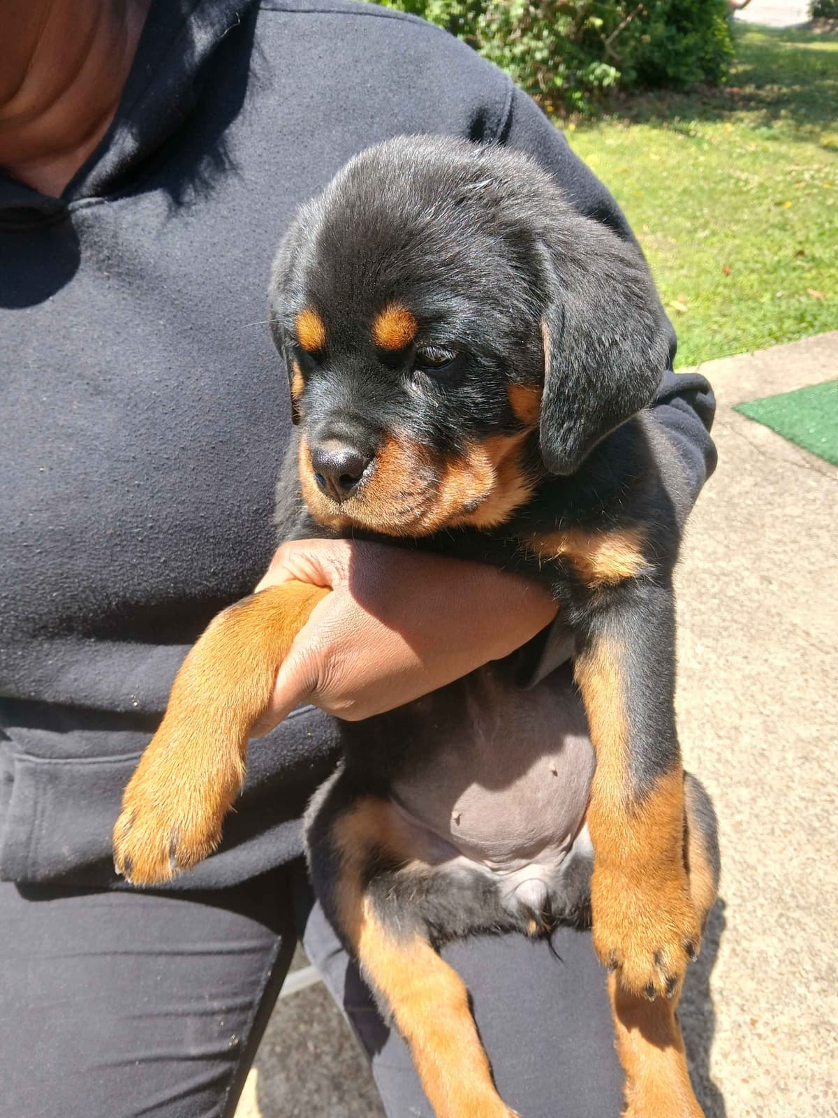 Rottweiler Puppies breeder image 17