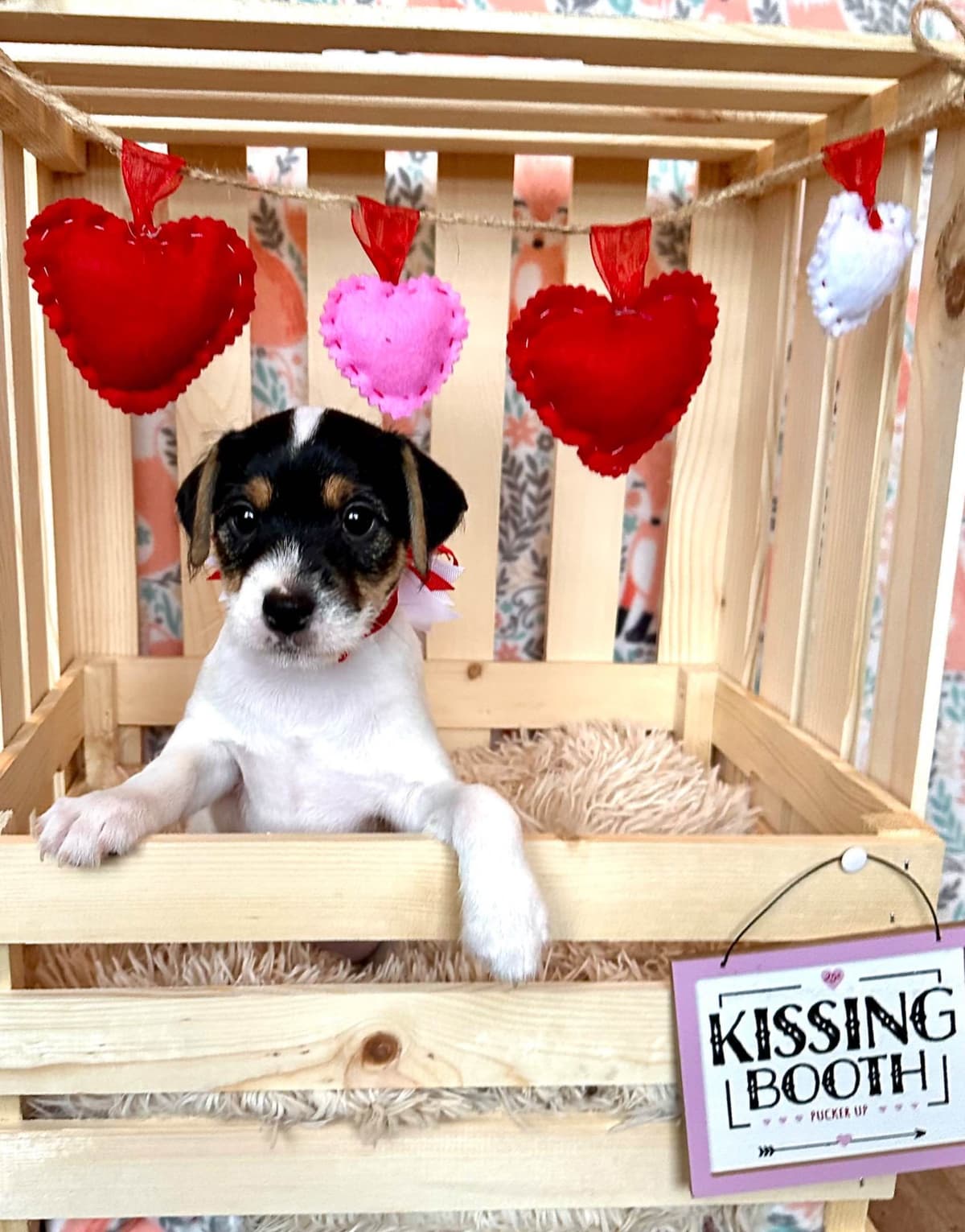 Parson Russell Terrier Puppies breeder image 10