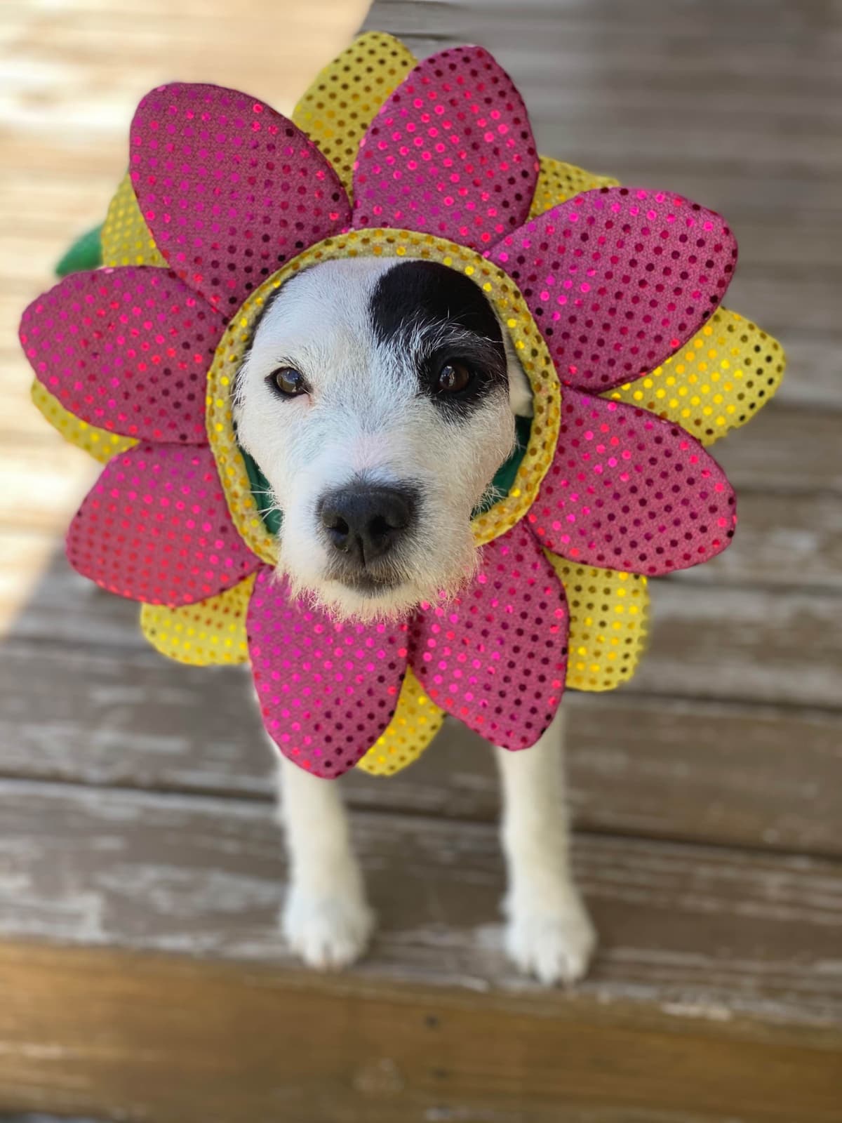Parson Russell Terrier Puppies breeder image 14