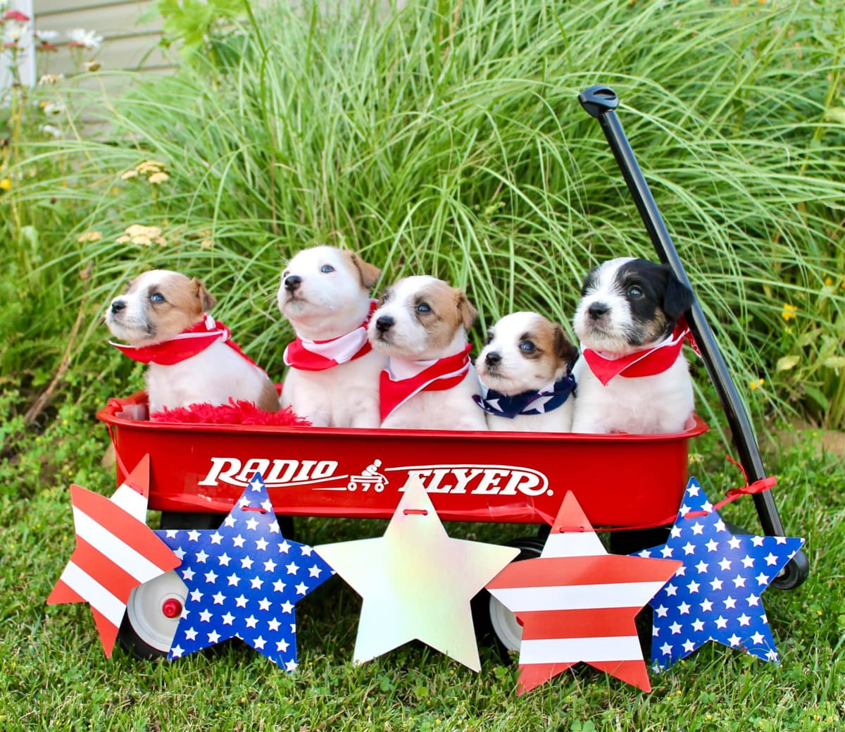Parson Russell Terrier Puppies breeder image 15
