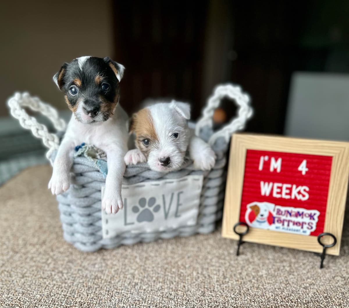 Parson Russell Terrier Puppies breeder image 17