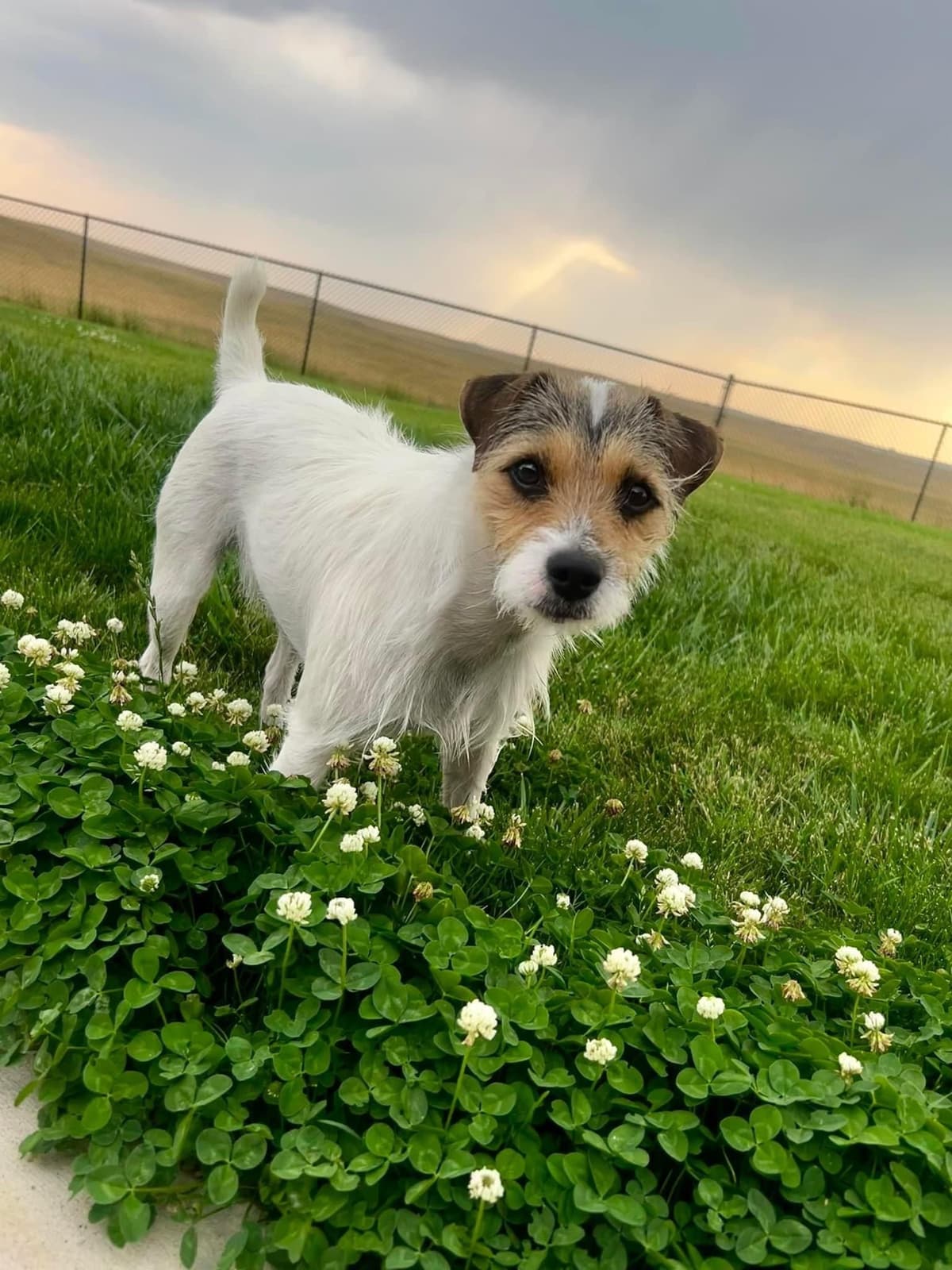 Parson Russell Terrier Puppies breeder image 20