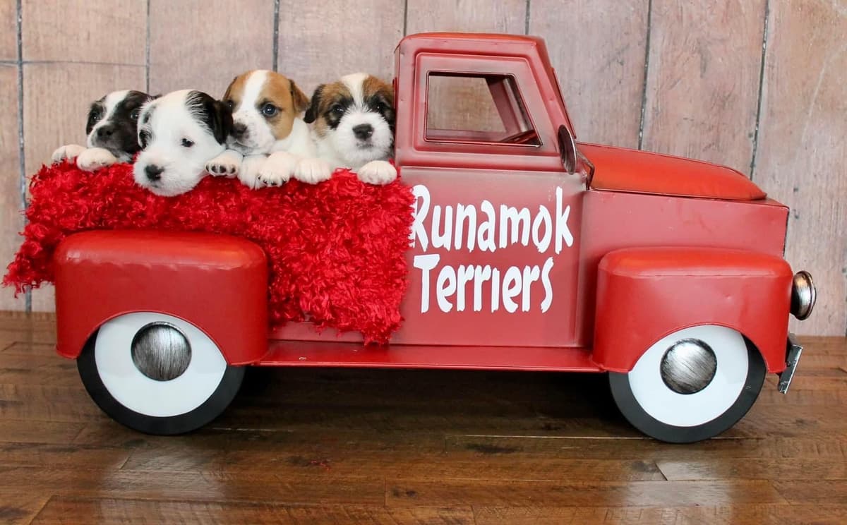 Parson Russell Terrier Puppies breeder image 1
