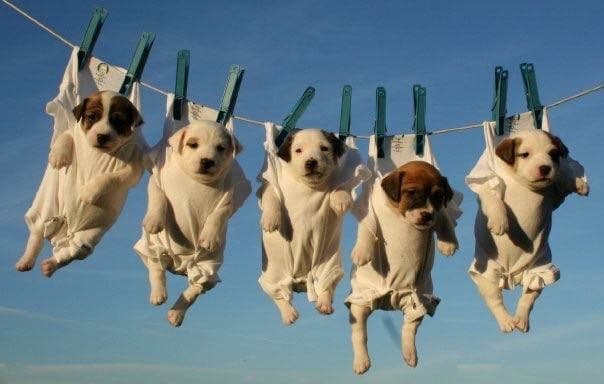 Parson Russell Terrier Puppies breeder image 21