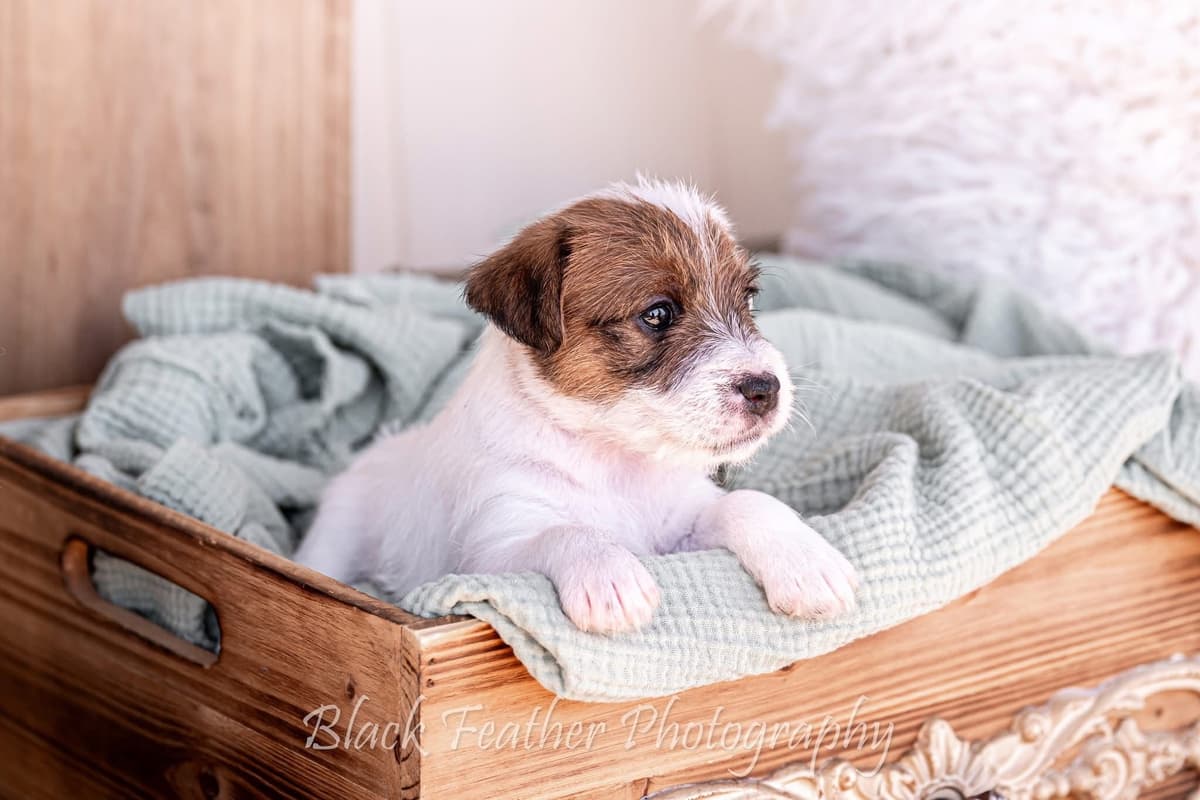 Parson Russell Terrier Puppies breeder image 5