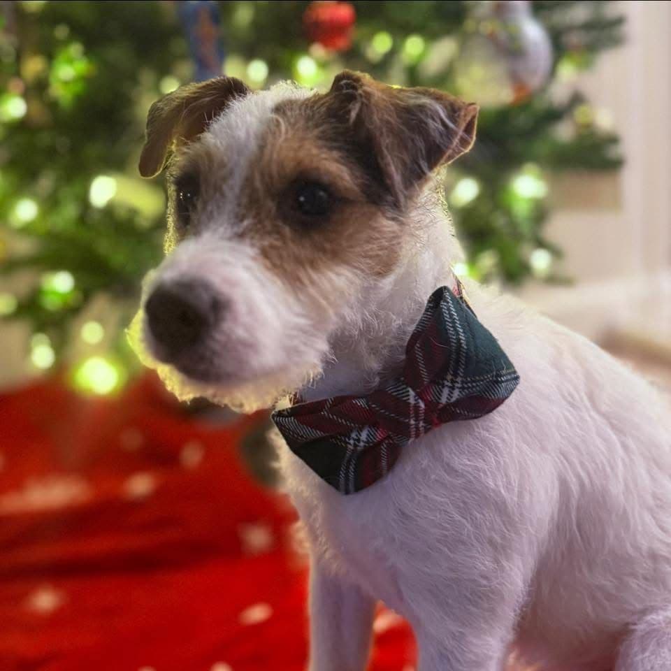 Parson Russell Terrier Puppies breeder image 7
