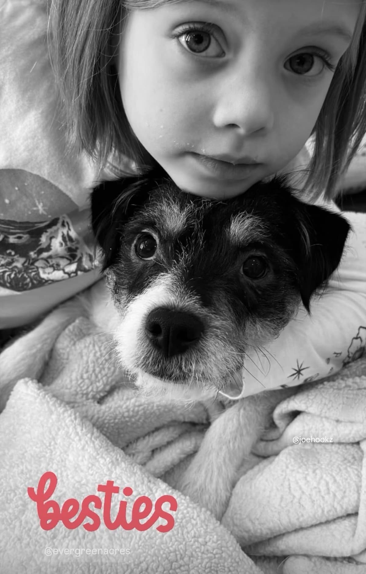 Parson Russell Terrier Puppies breeder image 27