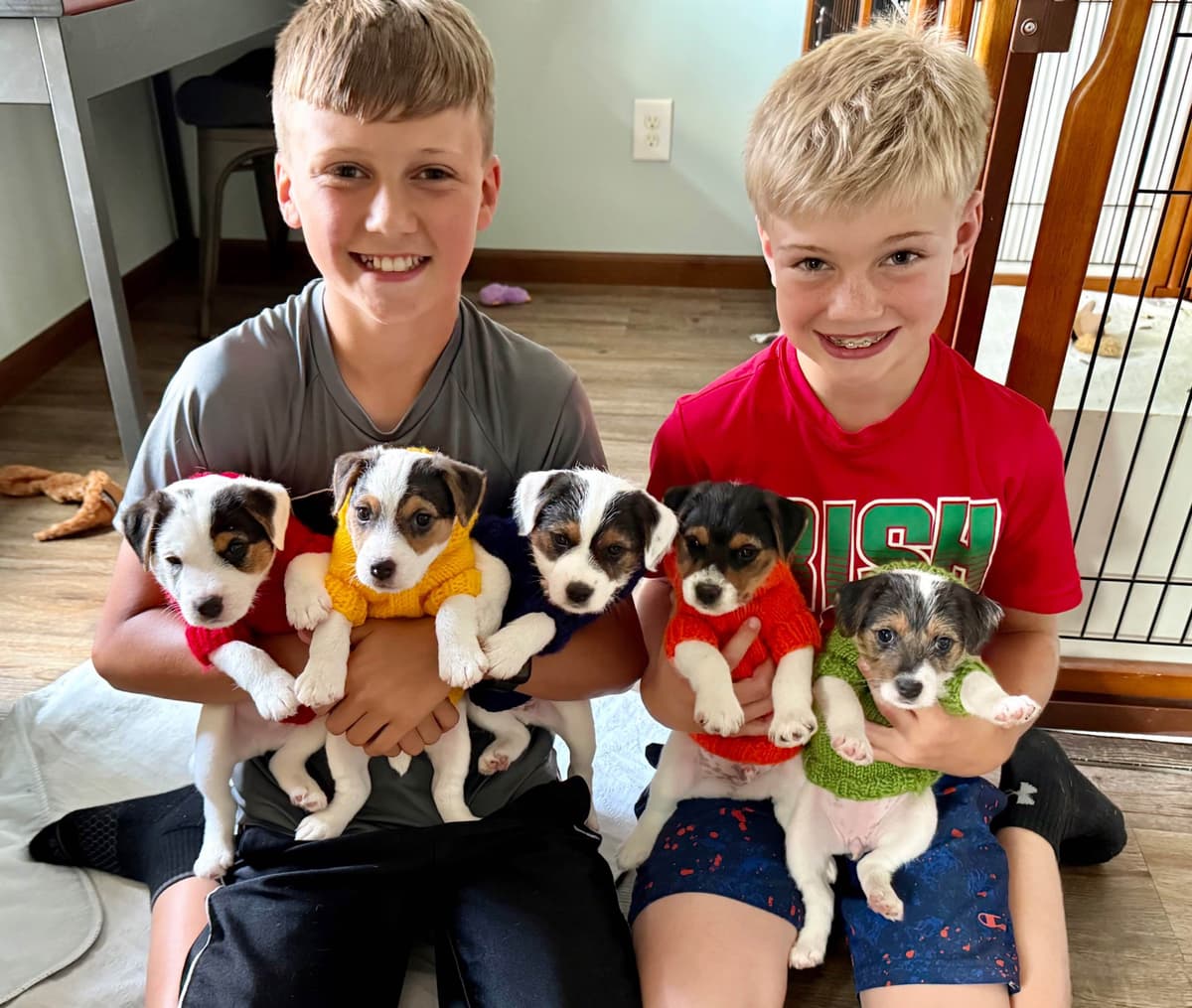Parson Russell Terrier Puppies breeder image 28