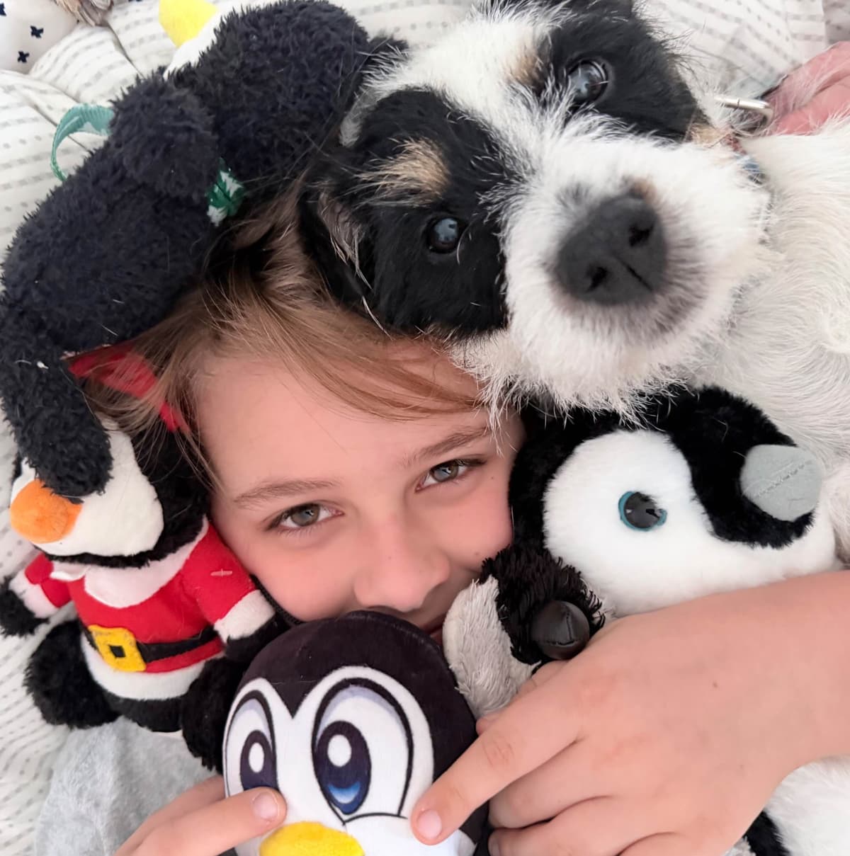 Parson Russell Terrier Puppies breeder image 29