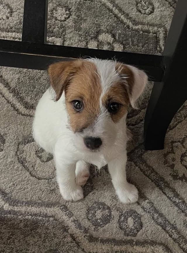 Parson Russell Terrier Puppies media 2
