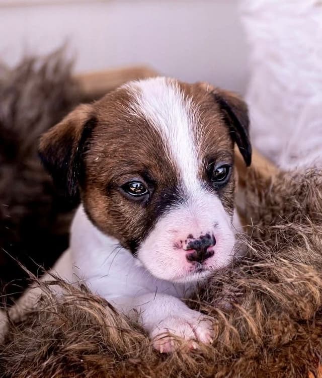 Parson Russell Terrier Puppies media 3