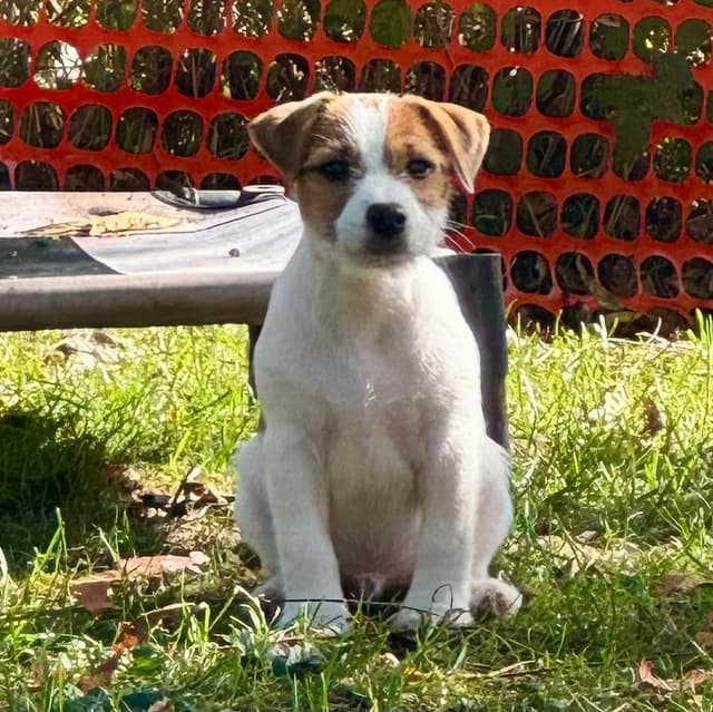 Parson Russell Terrier Puppies media 5