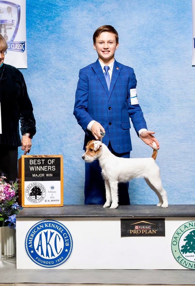 Parson Russell Terrier Puppies media 7
