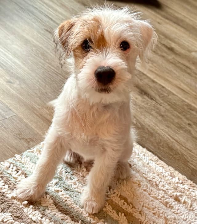 Parson Russell Terrier Puppies media 8