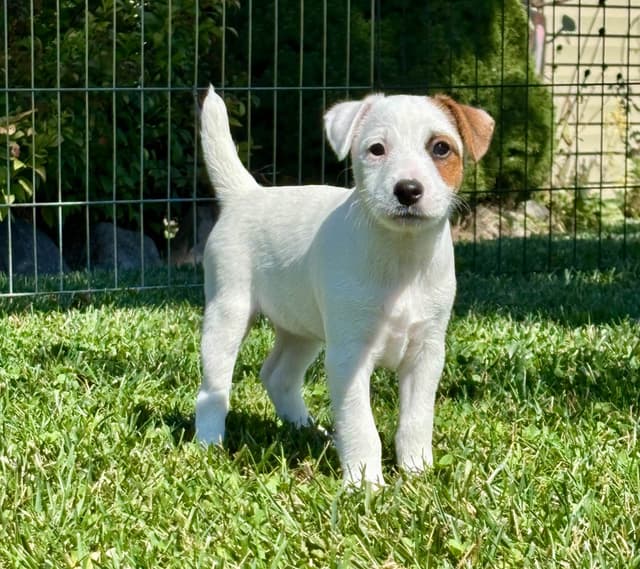 Parson Russell Terrier Puppies media 9