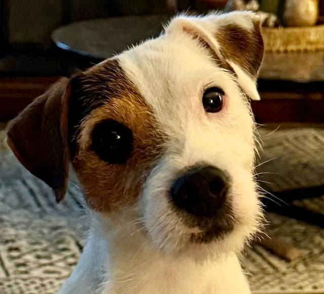 Parson Russell Terrier Puppies media 13
