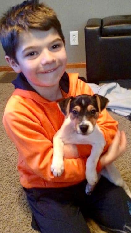 Parson Russell Terrier Puppies media 14