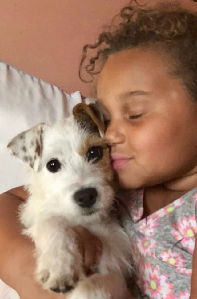 Parson Russell Terrier Puppies media 19
