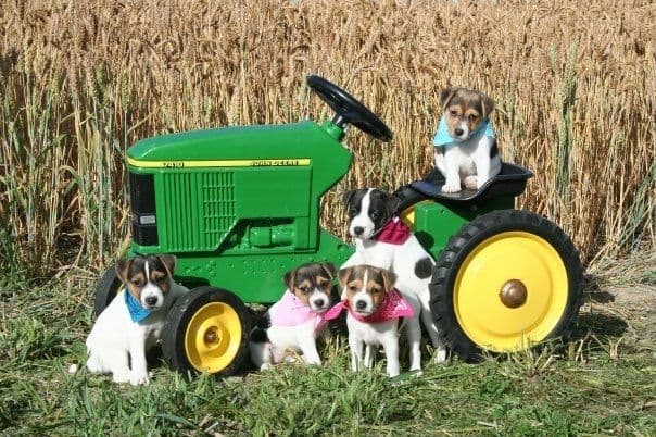 Parson Russell Terrier Puppies media 20