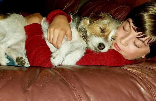 Parson Russell Terrier Puppies media 21