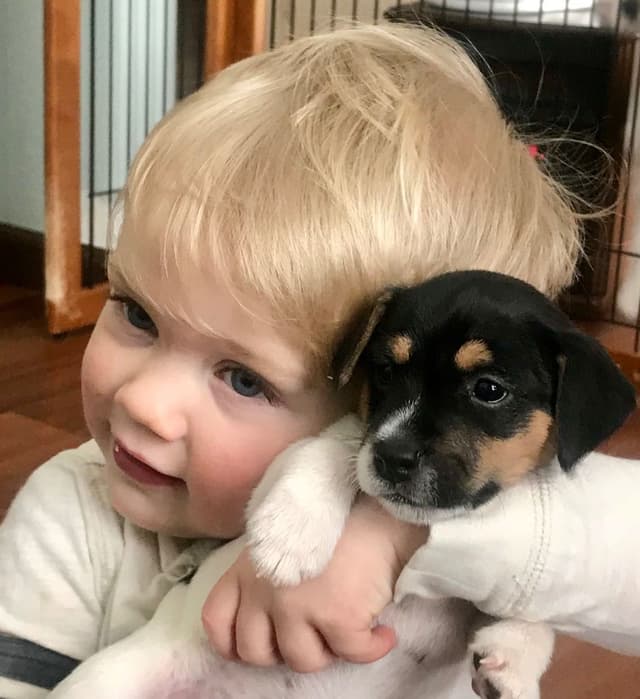 Parson Russell Terrier Puppies media 22