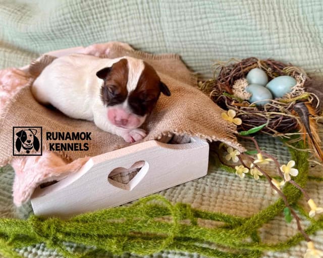 Parson Russell Terrier Puppies media 24