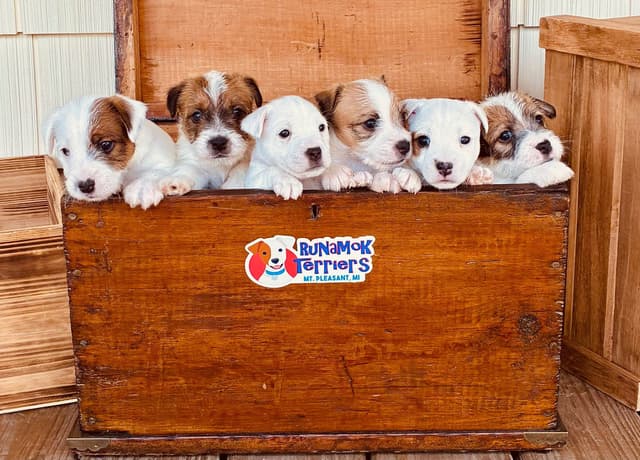 Parson Russell Terrier Puppies media 26